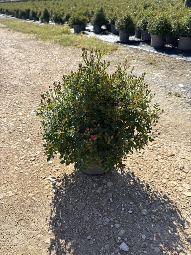 [ROSB17L] Rosa Lilly Rose bush 17