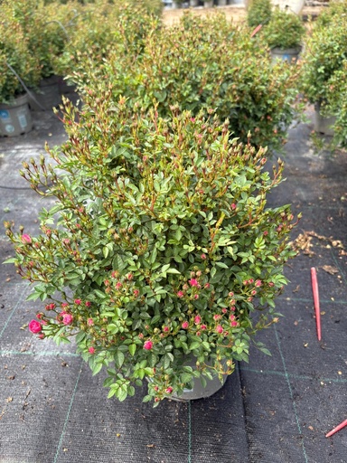 [ROSB17L] Rosa Lilly Rose cespuglio 17
