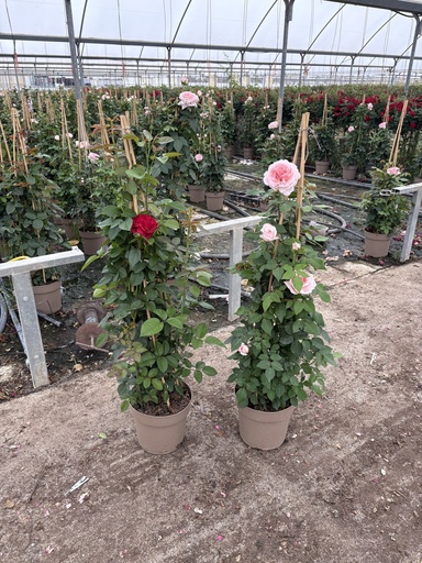 [ROSP21] Rosa hybrida Pyramide 21 
