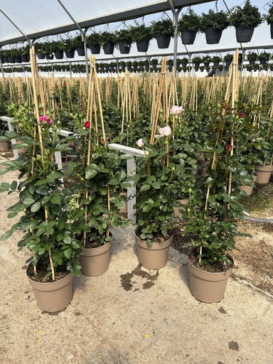 [ROSP21] Rosa hybrida piramide 21