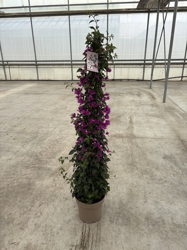 [BOUP27] Bougainvillea sanderiana piramide 27