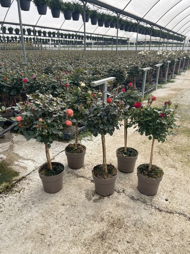 [ROSST17] Rosa hybrida Stamm 17