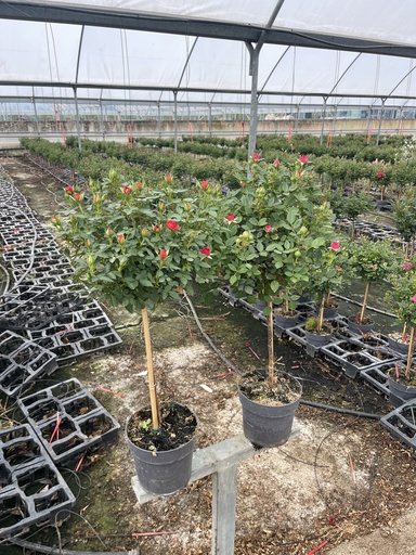 [ROSST17] Rosa hybrida Stamm 17
