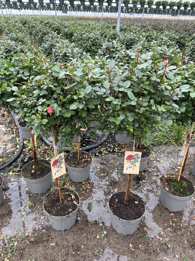 [ROSST23] Rosa hybrida Stamm 23