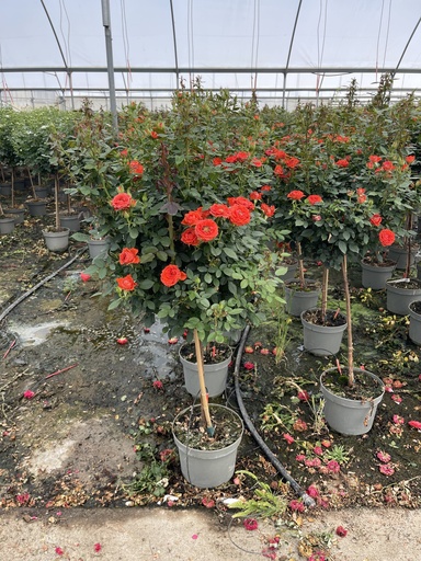 [ROSST23] Rosa hybrida Stamm 23