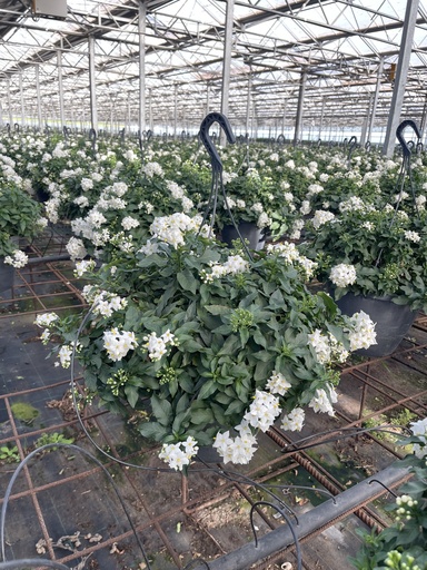 [SOLJA27] Solanum jasminoides Ampel 27
