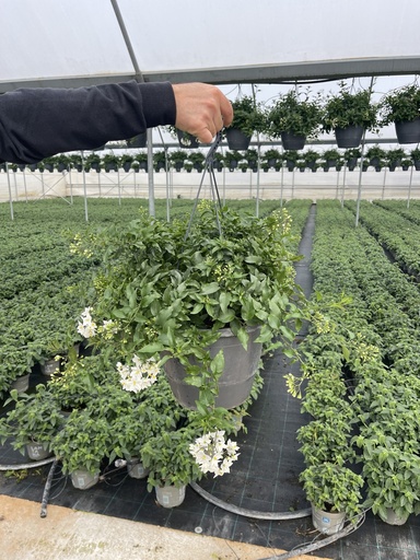 [SOLJA27] Solanum jasminoides basket 27