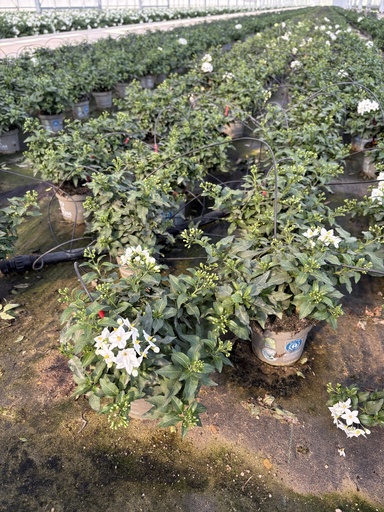 [SOLJB12] Solanum jasminoides cespuglio 12