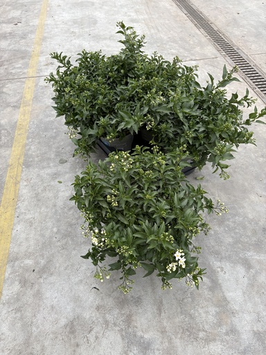 [SOLJB17] Solanum jasminoides Busch 17