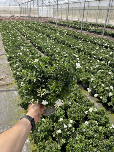 [SOLJB17] Solanum jasminoides cespuglio 17