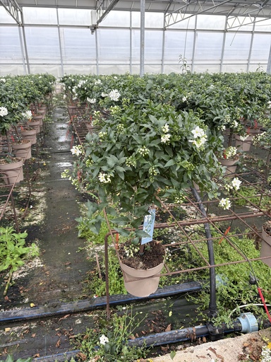 [SOLJST17] Solanum jasminoides Stamm 17