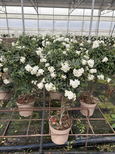 [SOLJST17] Solanum jasminoides alberello 17