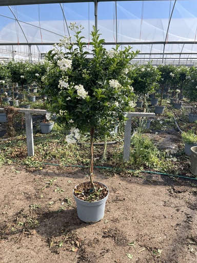 [SOLJST23] Solanum jasminoides Stamm 23