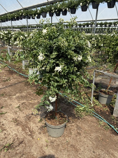 [SOLJST23] Solanum jasminoides stem 23