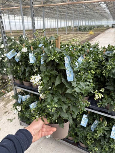 [SOLJP14] Solanum jasminoides Pyramide 14
