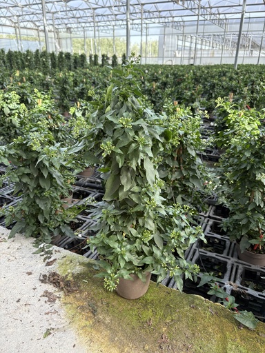 [SOLJP14] Solanum jasminoides piramide 14