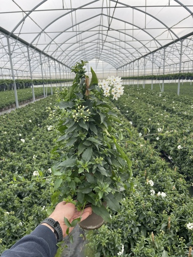 [SOLJP14] Solanum jasminoides piramide 14