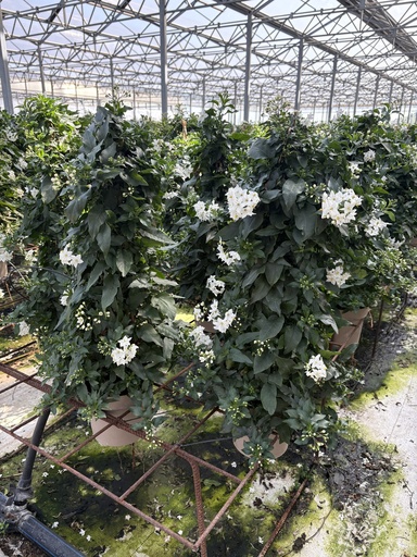 [SOLJP17] Solanum jasminoides piramide 17