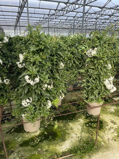 [SOLJP17] Solanum jasminoides pyramid 17