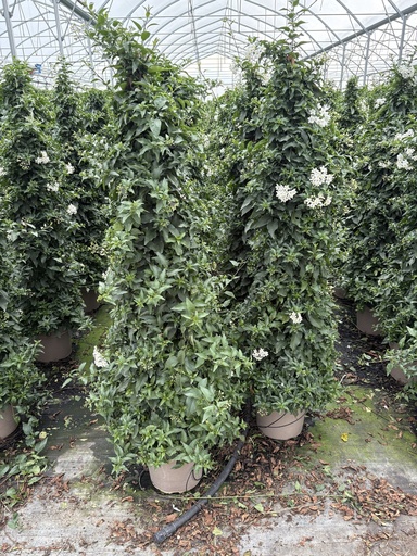 [SOLJP27] Solanum jasminoides piramide 27