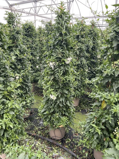 [SOLJP27] Solanum jasminoides piramide 27