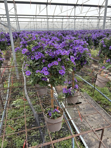 [SOLRST17B] Solanum rantonnetii Blau Stamm 17