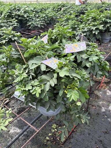 [CASB17] Cassia corymbosa bush 17