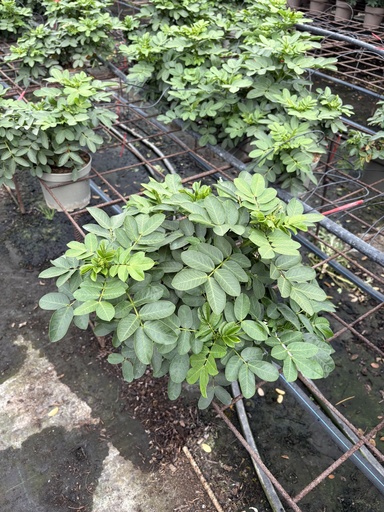 [CASB17] Cassia corymbosa cespuglio 17