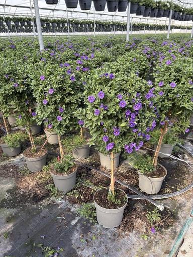 [SOLRST23B] Solanum rantonnetii Blau Stamm 23