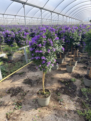 [SOLRST23B] Solanum rantonnetii Blau Stamm 23