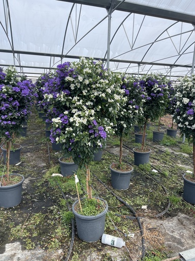 [SOLRST33BW] Solanum rantonnetii Blau/Weiss Stamm 33