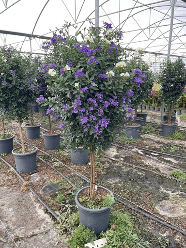 [SOLRST33BW] Solanum rantonnetii blu/bianco alberello 33