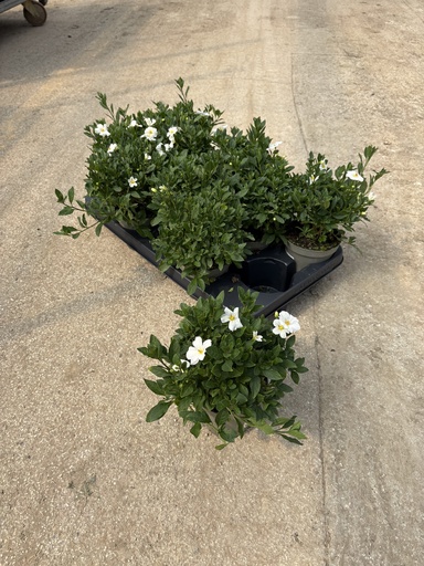 [SOLRB12W] Solanum rantonnetii white bush 12