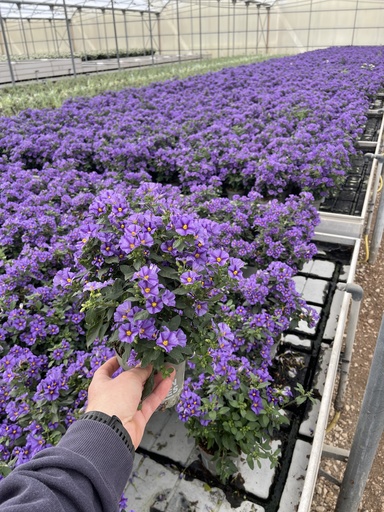 [SOLRB12B] Solanum rantonnetii Blau Busch 12 