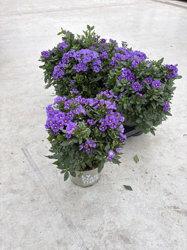 [SOLRB17B] Solanum rantonnetii Blau Busch 17