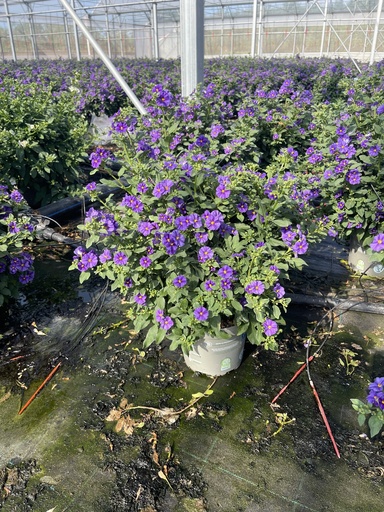 [SOLRB17B] Solanum rantonnetii Blau Busch 17
