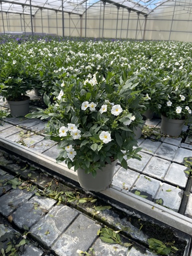 [SOLRB17W] Solanum rantonnetii Weiss Busch 17 
