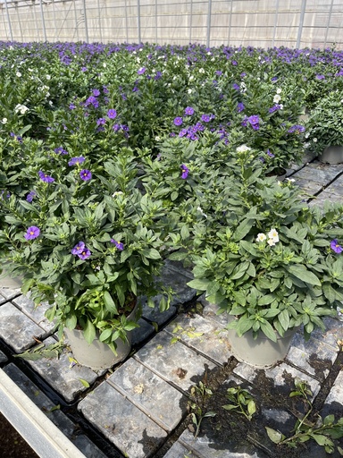 [SOLRB17BW] Solanum rantonnetii Blau/Weiss Busch 17