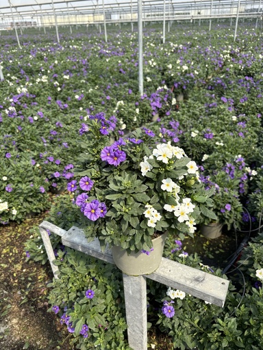 [SOLRB17BW] Solanum rantonnetii blu/bianco cespuglio 17