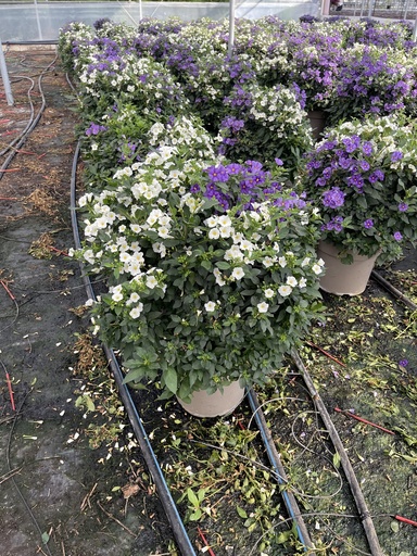 [SOLRB27BW] Solanum rantonnetii Blau/Weiss Busch 27