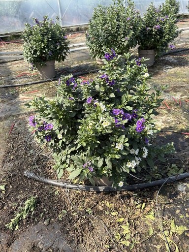 [SOLRB27BW] Solanum rantonnetii Blau/Weiss Busch 27