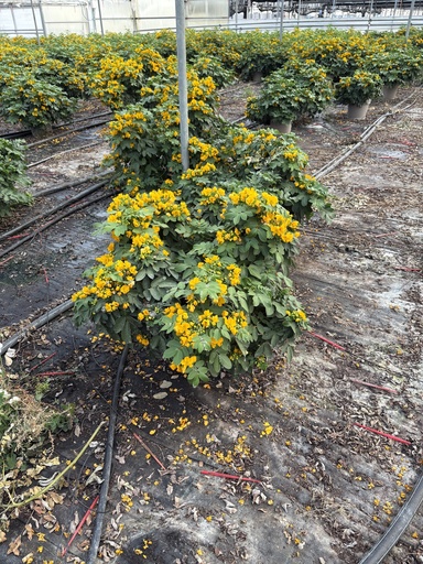 [CASB27] Cassia corymbosa cespuglio 27