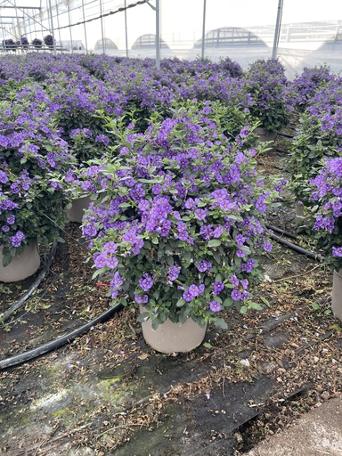 [SOLRB27B] Solanum rantonnetii Blau Busch 27 
