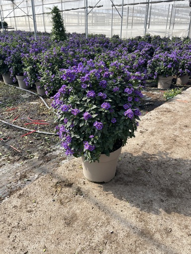 [SOLRB27B] Solanum rantonnetii Blau Busch 27 