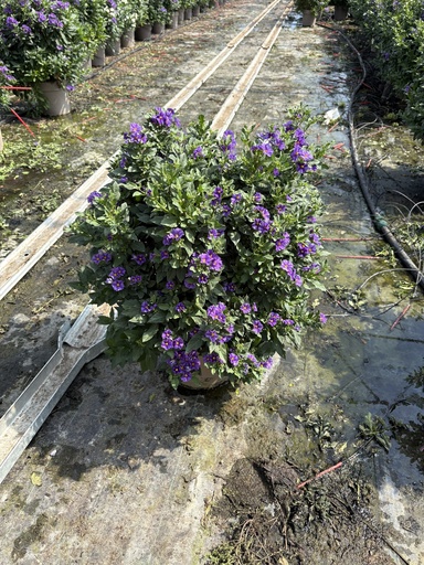 [SOLRB27B] Solanum rantonnetii blue bush 27 