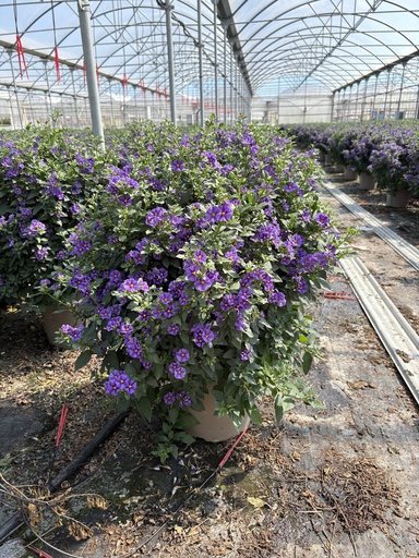 [SOLRB27B] Solanum rantonnetii blue bush 27 