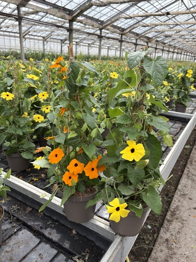 [THUP14] Thunbergia alata Pyramide 14