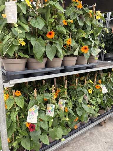 [THUP14] Thunbergia alata pyramid 14