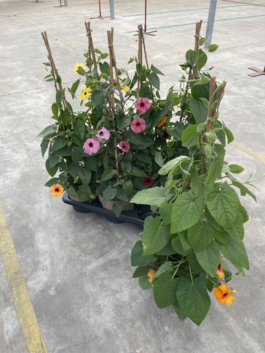 [THUP17] Thunbergia alata Pyramide 17