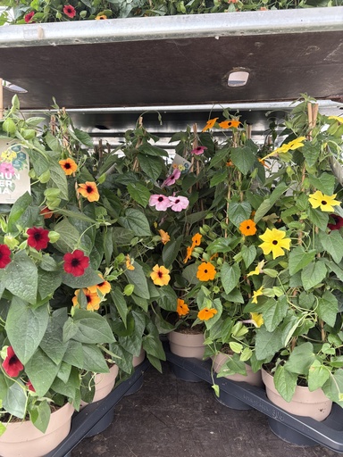 [THUP17] Thunbergia alata Pyramide 17